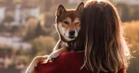 Imagem principal do artigo Estudo aponta que a grande maioria dos cachorros não gosta de receber abraços dos tutores